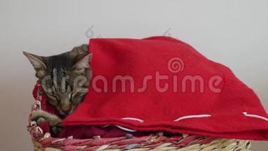 一只被<strong>红毯</strong>覆盖的猫在编织的篮子里安然入睡